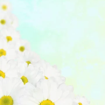 White daisy background Stock Photos