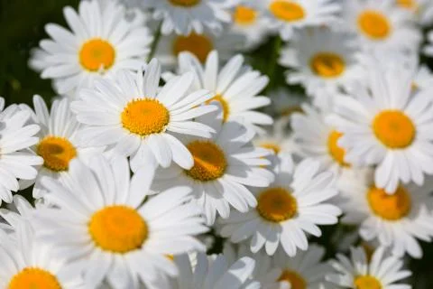 White daisy background. Stock Photos