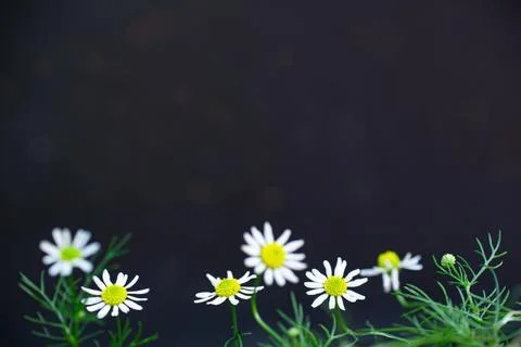White daisy on the black background Stock Photos