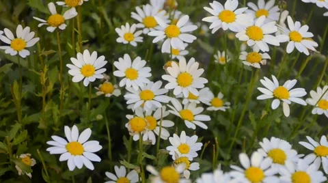 White Daisy blown by the wind in garden Stock Footage 61553896