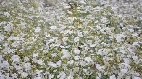 White Daisy blown by the wind in garden Stock Footage 61553914