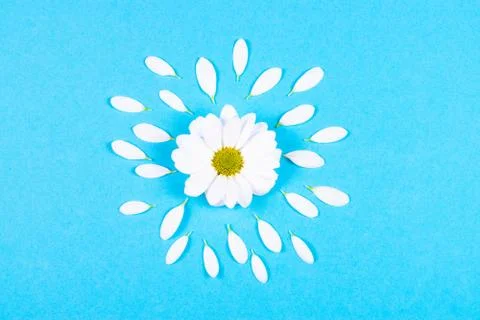 White daisy on a blue background. Stock Photos