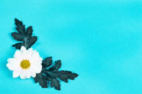 White daisy on a blue background. Stock Photos