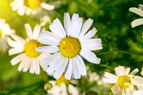 White Daisy on blurred background close up top view Stock Photos