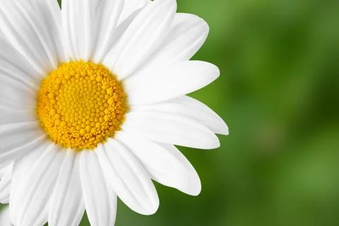 White daisy border, flower background, design space Stock Photos