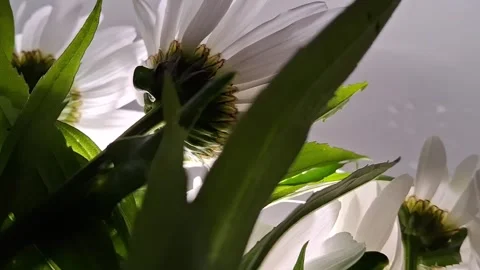 White daisy buds Stock Footage 341676665