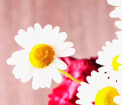 White daisy in a bunch Foto stock