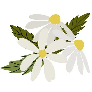 White daisy chamomile flowers. Vector illustration set. Cute round flower head Stock Illustration