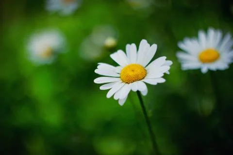 White Daisy close up blurred background summer photo Stock Photos