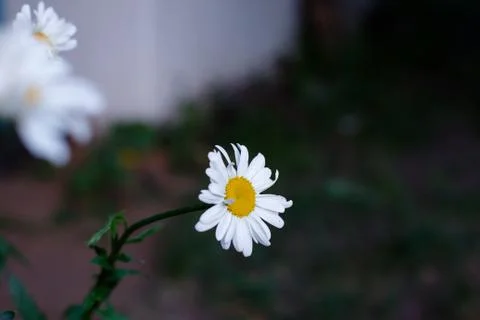 White Daisy close up blurred background summer photo Stock Photos
