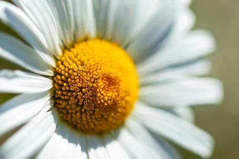 White daisy close-up Stock Photos