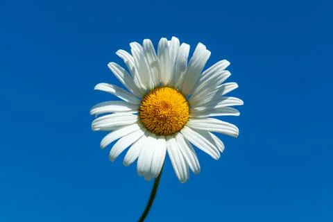 White daisy close-up Stock Photos