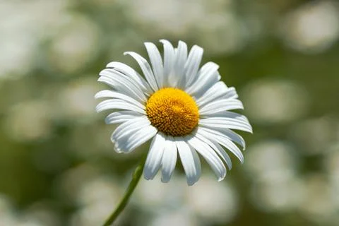 White daisy close-up Stock Photos