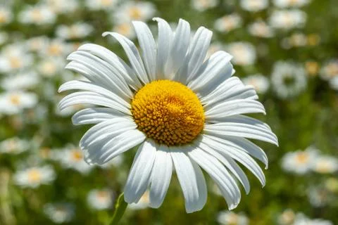 White daisy close-up Stock Photos