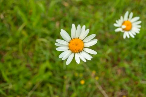 White daisy closeup Stock Photos