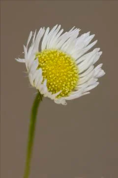 White daisy composite chamomilla Stock Photos