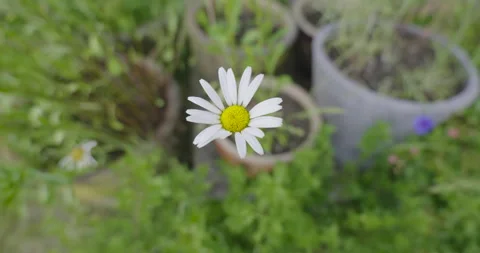 White Daisy Dancing in the Wind 스톡 동영상 277096298