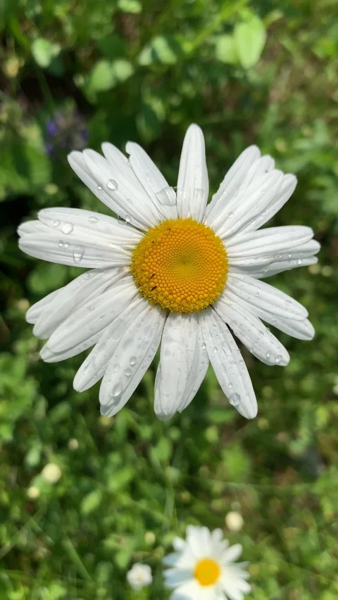 White daisy with dew drops on the petals moves from the wind Stock Footage 114188594