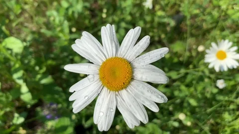 White daisy with dew drops on the petals in the garden Stock Footage 114192002