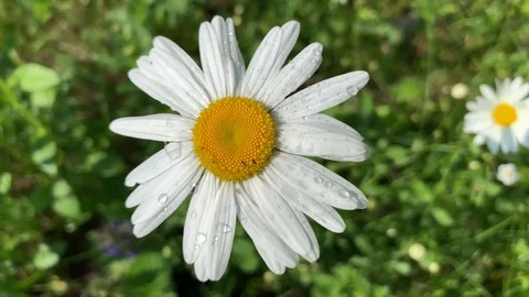 White daisy with dew drops on the petals Stock Footage 114192103