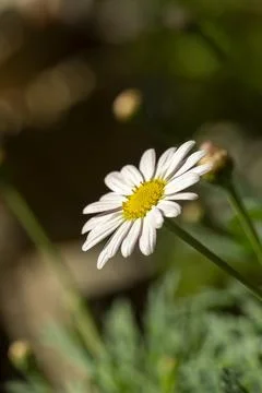 White daisy facing the sun Fotos Stock