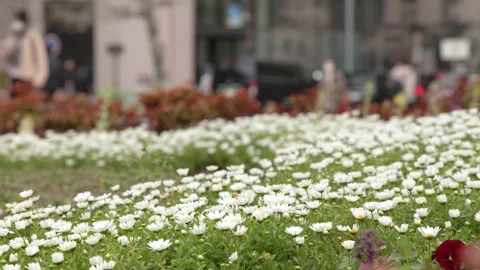 White Daisy Field in Bloom with Blurred City Background Stock Footage 342494663