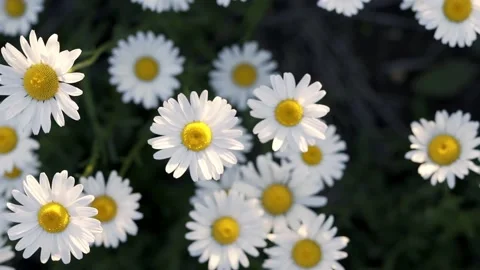 White daisy field. field of white daisies in the wind swaying close up. Stock Footage 239094696