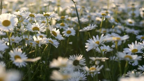 White daisy field. field of white daisies in the wind swaying close up. Stock Footage 239094763