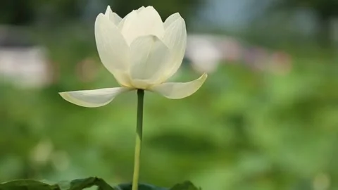 White daisy field. field of white daisies in the wind swaying close up. Stock Footage 274513795
