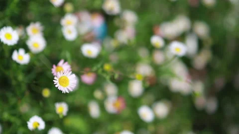 White daisy field. Wind Dancing Daisies in the Field nature flowers in spring Stock Footage 149353100