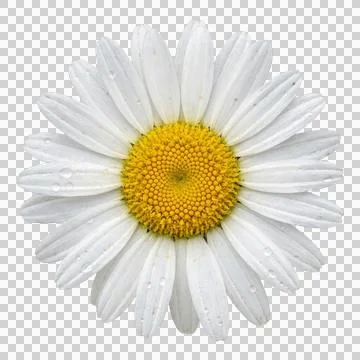 White daisy flower bloom macro isolated top view with water droplets on tra.. Stock-Fotos