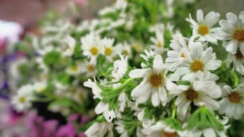 White Daisy Flower Bunch Stock Footage 320958806