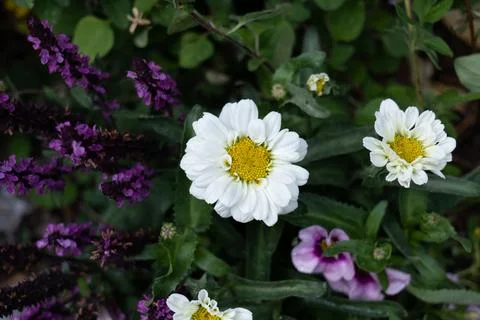 White Daisy-like Flower Contrasting with Purple Salvia and Green Foliage Stock Photos
