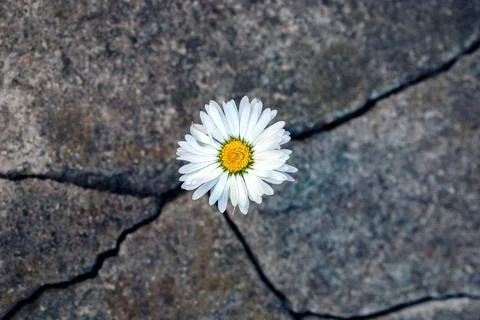 White daisy flower in the crack of an old stone slab - the concept of rebirth Stock Photos