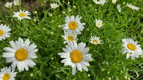 White daisy flower in field Stock Footage 312742350