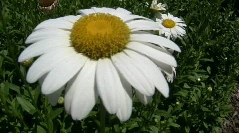 White daisy flower Stock Footage 737164