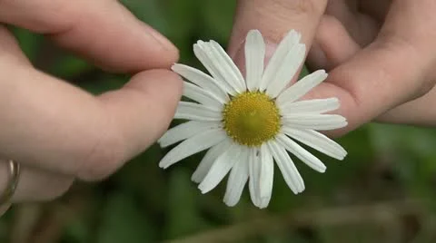 White daisy flower Stock Footage 10825731