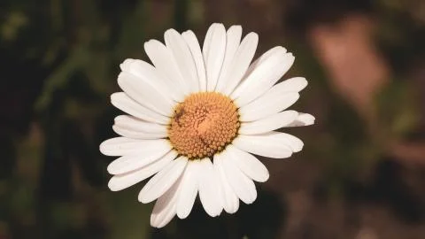 White daisy flower with green leafs with a vintage effect Stock Photos