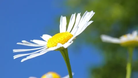 White daisy flower head against blue sky panning Stock Footage 330301191