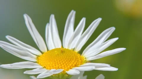 White daisy flower head in close up with green bokeh background Video stock 329900422