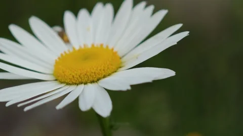 White daisy flower moving gently in the wind Vidéo 310408368