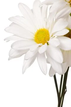 White daisy flower Stock Photos
