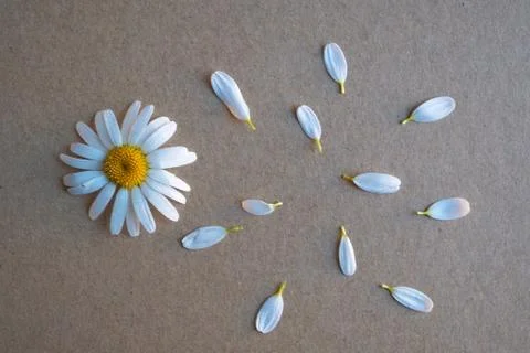 White daisy flower Stock Photos