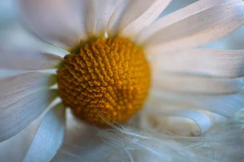 White daisy flower Stock Photos