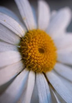White daisy flower Stock Photos