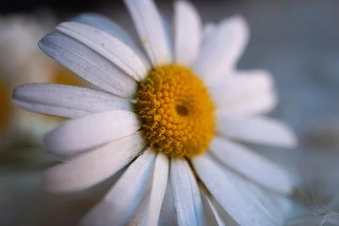 White daisy flower Stock Photos