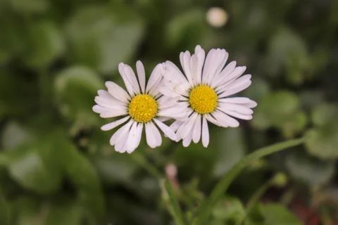 White Daisy Flower Stock Photos