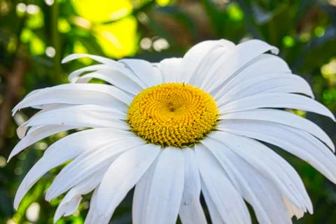 White daisy flower 库存照片