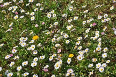 White daisy flower Foto stock