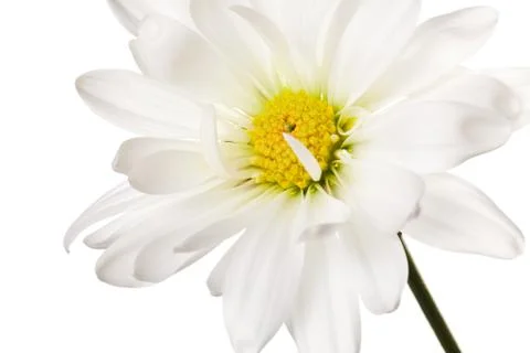 White daisy flower stem Stock Photos